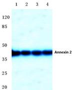 Annexin A2 Antibody in Western Blot (WB)