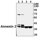 Annexin A2 Antibody in Western Blot (WB)