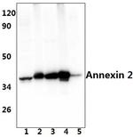Annexin A2 Antibody in Western Blot (WB)