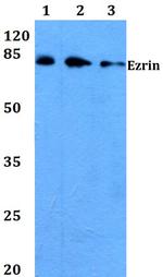 Ezrin Polyclonal Antibody