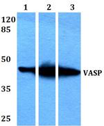 VASP Antibody in Western Blot (WB)