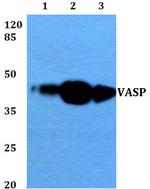 VASP Antibody in Western Blot (WB)