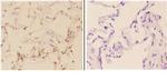 c-Abl Polyclonal Antibody