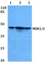MEK1 Antibody in Western Blot (WB)