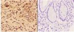 4EBP1 Polyclonal Antibody
