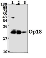 Stathmin 1 Antibody in Western Blot (WB)