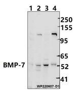 BMP-7 Antibody in Western Blot (WB)