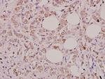 IL-32 Antibody in Immunohistochemistry (Paraffin) (IHC (P))