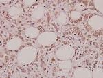 PGC Polyclonal Antibody