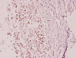 Cyclin E2 Polyclonal Antibody