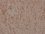 Myb Polyclonal Antibody