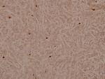 Lamin A/C Polyclonal Antibody