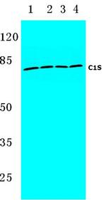 C1S Polyclonal Antibody