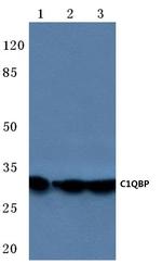 C1QBP Polyclonal Antibody
