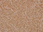 PAF49 Polyclonal Antibody