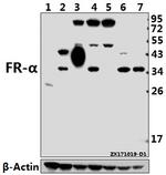 Folate Receptor alpha Polyclonal Antibody