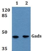 GRAP2 Polyclonal Antibody