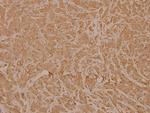 NXPH1 Polyclonal Antibody