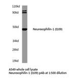 NXPH1 Antibody in Western Blot (WB)