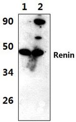 Renin Polyclonal Antibody