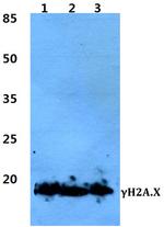 Phospho-Histone H2A.X (Ser139) Antibody in Western Blot (WB)