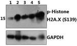 Phospho-Histone H2A.X (Ser139) Antibody in Western Blot (WB)