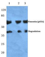 Phospho-Vimentin (Ser56) Antibody in Western Blot (WB)