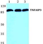 TNFAIP3 Polyclonal Antibody