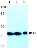 BST-1 Polyclonal Antibody