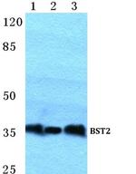 BST-2 Polyclonal Antibody