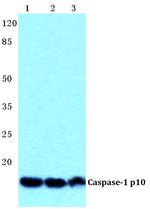 Caspase 1 Polyclonal Antibody