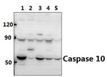 Caspase 10 Polyclonal Antibody