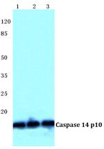 Caspase 14 Polyclonal Antibody