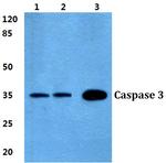Caspase 3 Polyclonal Antibody