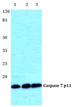 Caspase 7 p11 Polyclonal Antibody