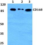 RHAMM Polyclonal Antibody