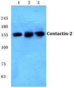 Contactin 2 Polyclonal Antibody