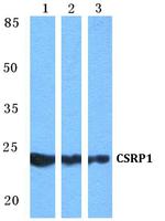 CRP1 Antibody in Western Blot (WB)