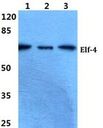 ELF4 Polyclonal Antibody