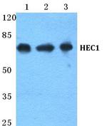 HEC1 Antibody in Western Blot (WB)