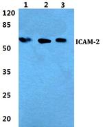 ICAM-2 Polyclonal Antibody