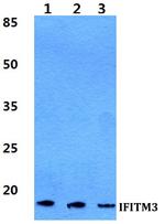 IFITM3 Antibody in Western Blot (WB)