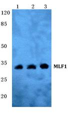 MLF1 Polyclonal Antibody
