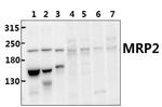 MRP2 Polyclonal Antibody