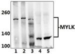 MYLK Polyclonal Antibody