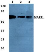 NPAS1 Polyclonal Antibody