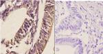 RGS1 Polyclonal Antibody