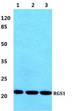 RGS1 Antibody in Western Blot (WB)