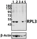 RPL3 Polyclonal Antibody