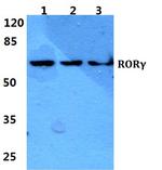 ROR gamma (t) Polyclonal Antibody